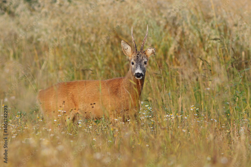 Sarna europejska (Capreolus capreolus) roe deer