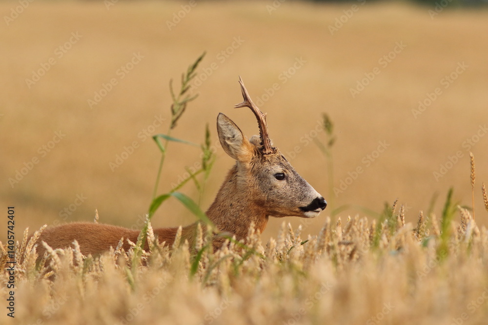 Sarna europejska (Capreolus capreolus) roe deer