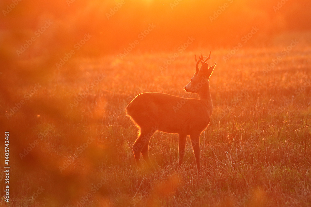 Sarna europejska (Capreolus capreolus) roe deer