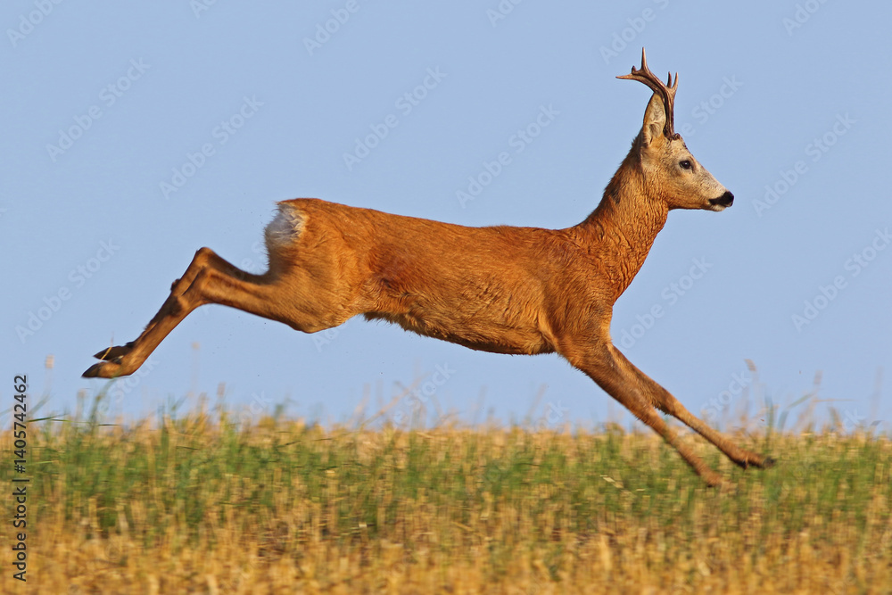 Sarna europejska (Capreolus capreolus) roe deer