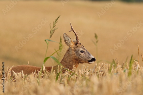Obraz na płótnie Sarna europejska (Capreolus capreolus) roe deer w salonie