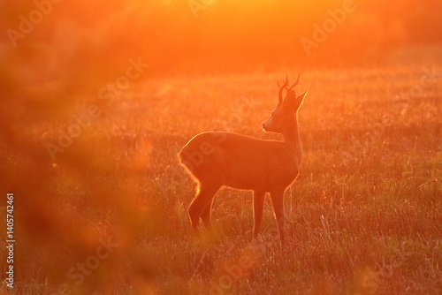 Obraz na płótnie Sarna europejska (Capreolus capreolus) roe deer w salonie