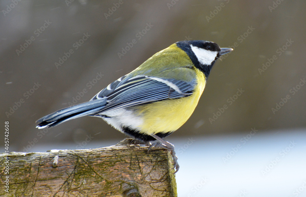 Obraz premium The great tit (Parus major) on the branch
