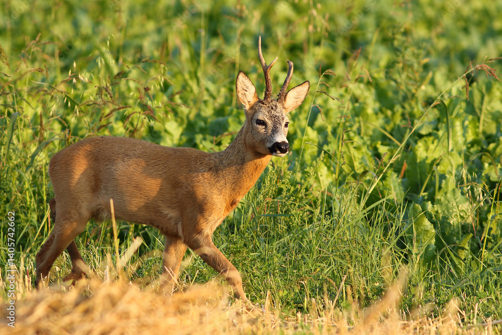 Obraz premium Sarna europejska (Capreolus capreolus) roe deer