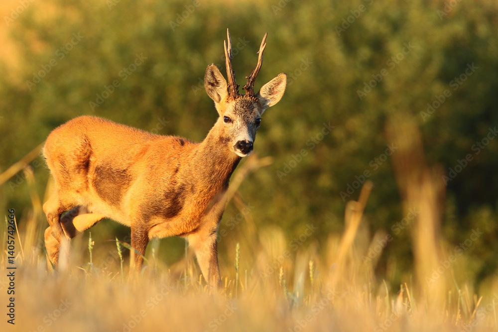 Sarna europejska (Capreolus capreolus) roe deer