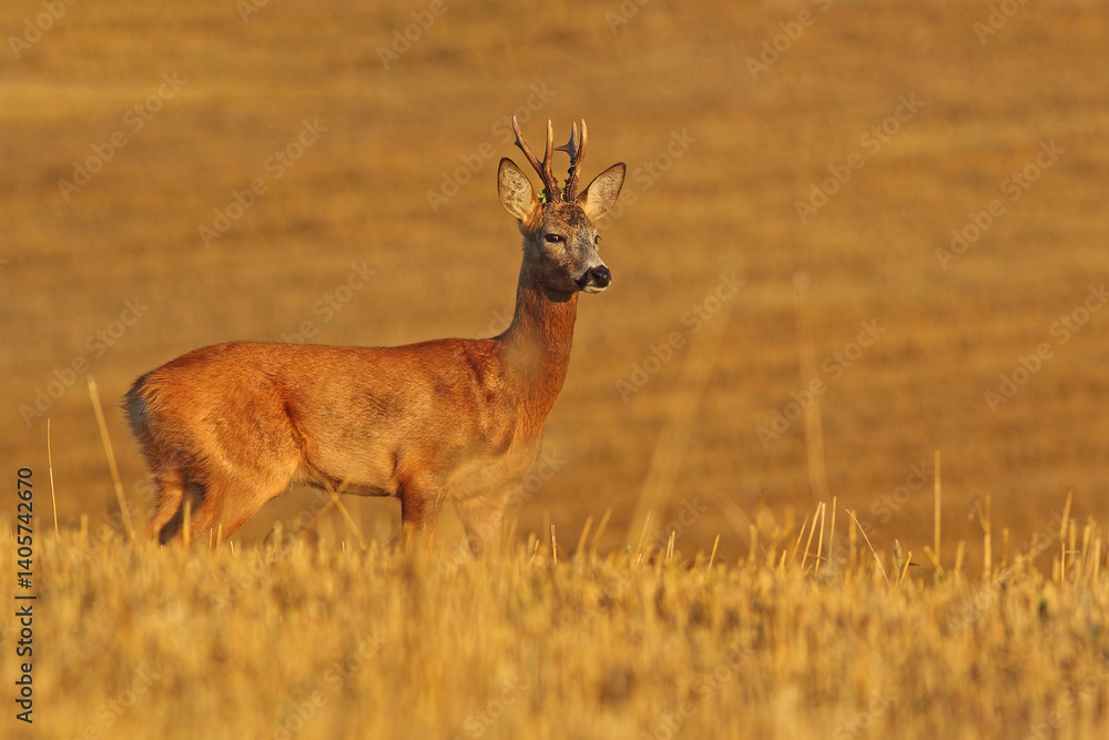 Sarna europejska (Capreolus capreolus) roe deer