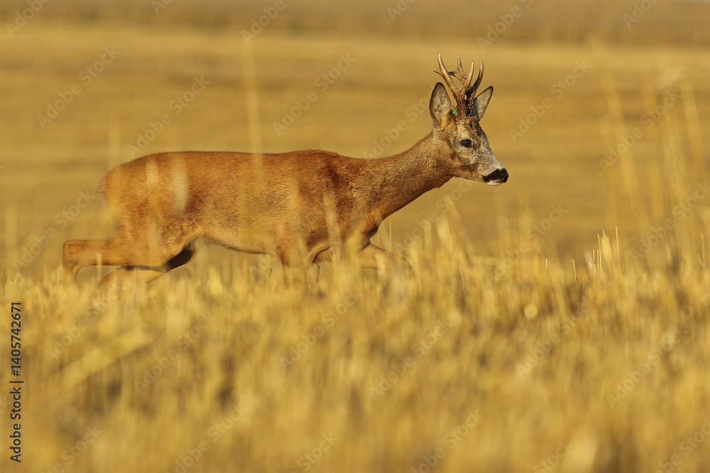 Sarna europejska (Capreolus capreolus) roe deer
