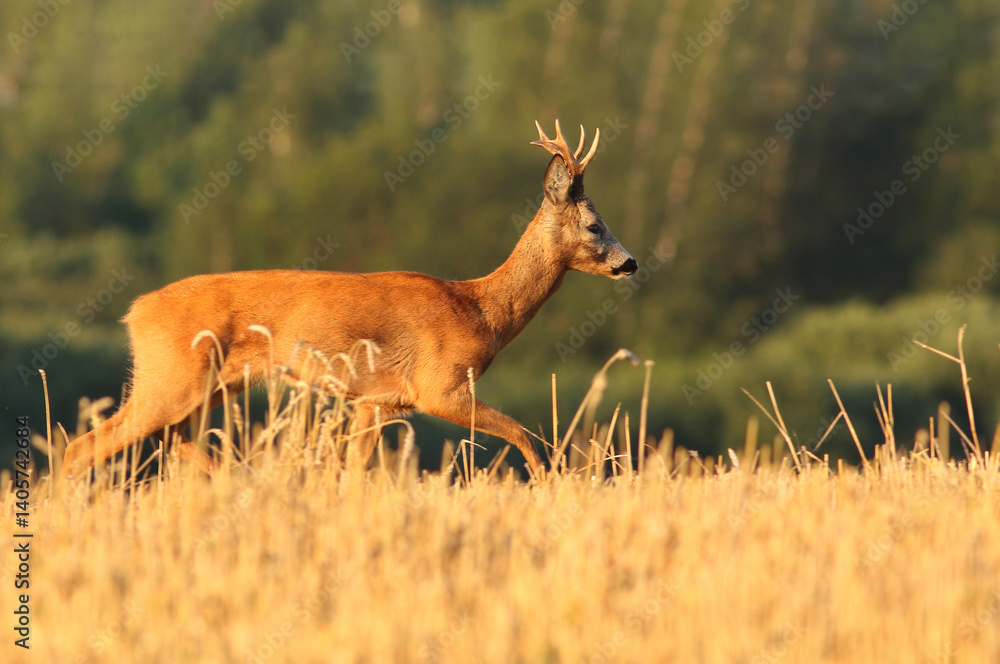 Sarna europejska (Capreolus capreolus) roe deer