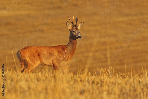 Obraz na płótnie Sarna europejska (Capreolus capreolus) roe deer w salonie