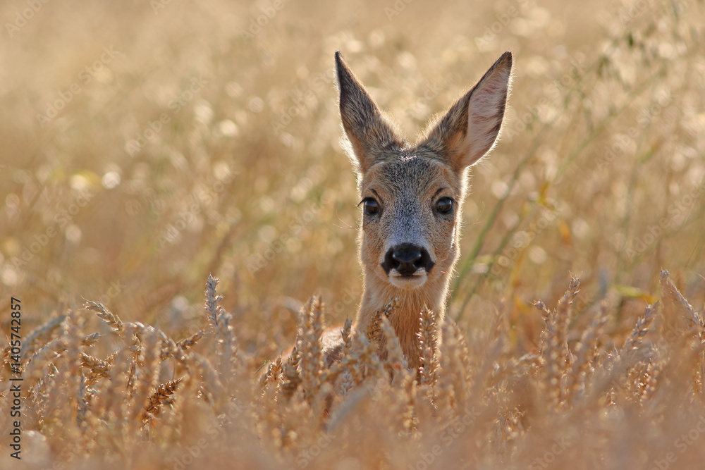 Sarna europejska (Capreolus capreolus) roe deer