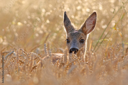 Sarna europejska (Capreolus capreolus) roe deer