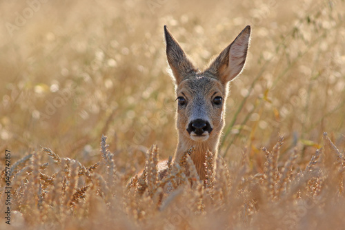 Obraz na płótnie Sarna europejska (Capreolus capreolus) roe deer w salonie