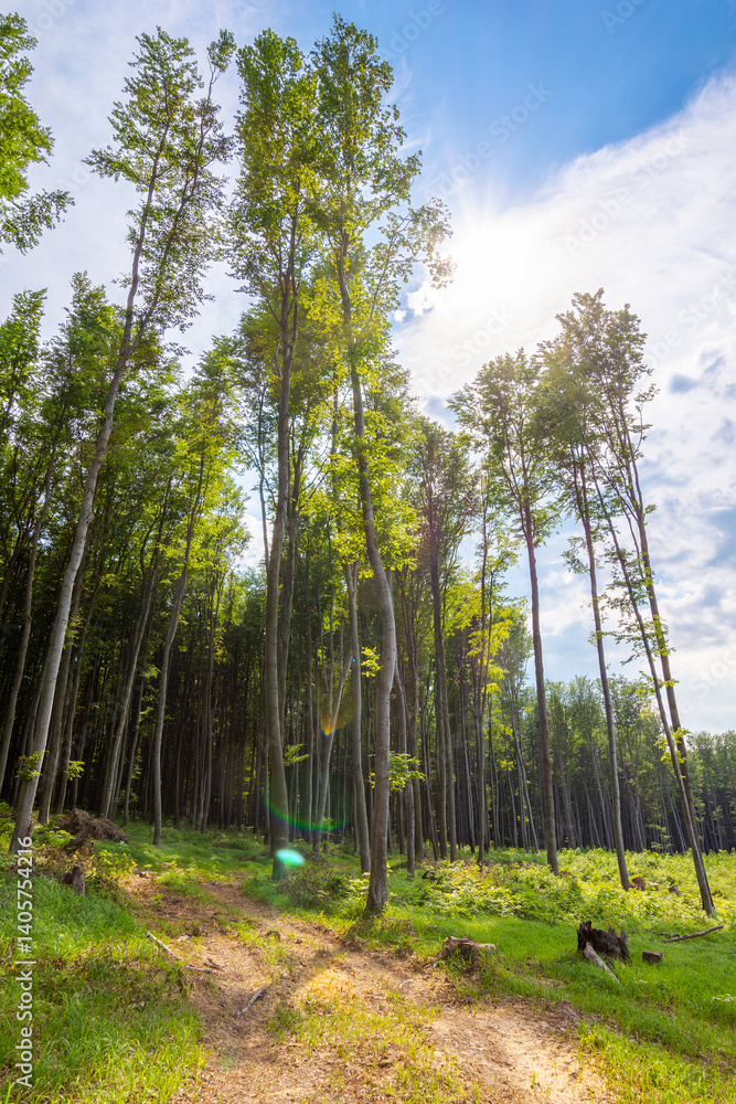 dirt road through beech woods. tall trees with green lush canopy beneath a blue sky with clouds. nature scenery with forest cut ahead in spring afternoon light. change climate background
