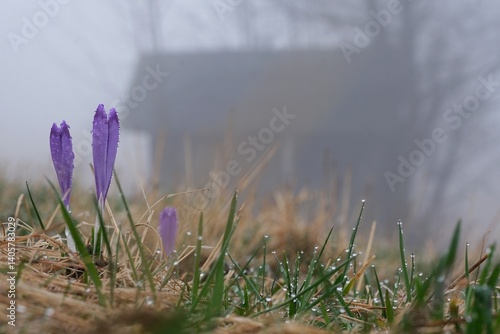 Purple crocuses with drops of dew on meadow with wooden hut in background.