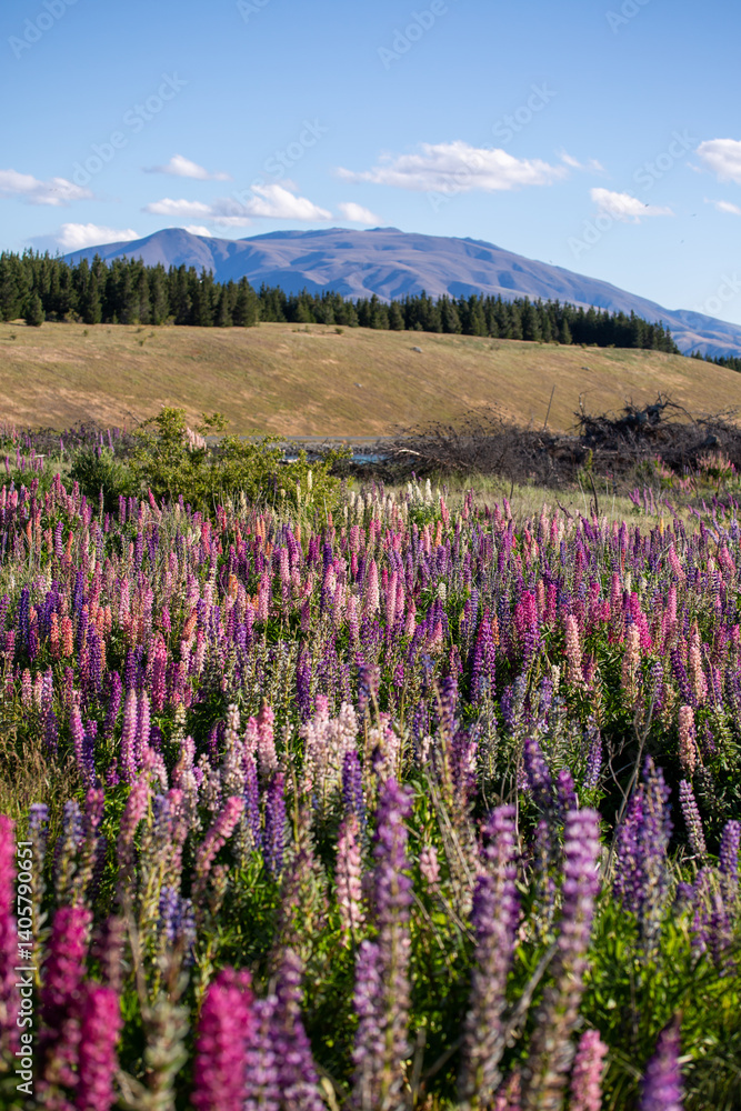 Obraz premium Lupins by Lake Pukaki, New Zealand