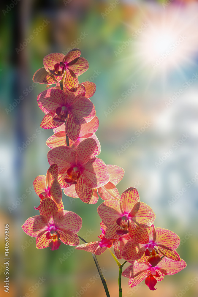 Orchid flower bathed in sunlight.