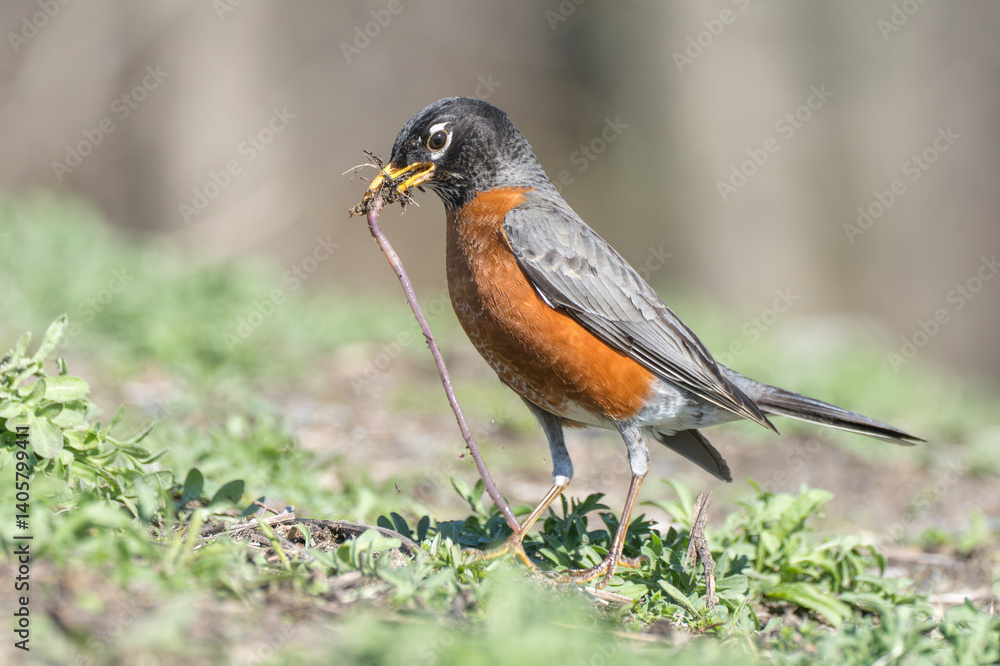 An American robin close up pulling an earthworm out of the ground. An American robin close up pulling an earthworm out of the ground.