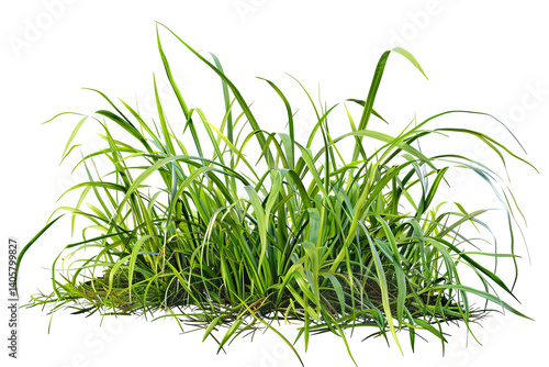 Bunch of green grass blades, some bent, growing naturally in the sunlight. Ground with dark shade on a plain background