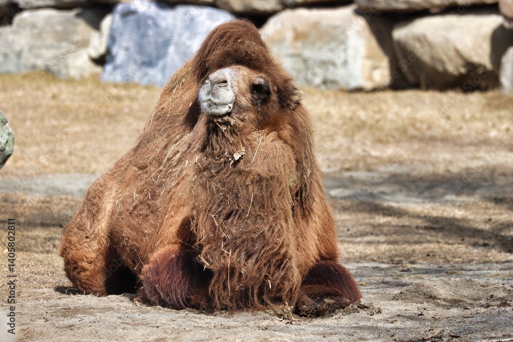 Naklejka premium Alberta, Canada