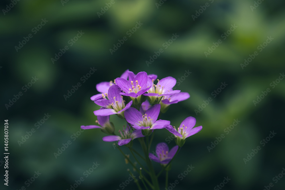 Wildflower cuckoo flower or cardamine pratensis Wildflower cuckoo flower or cardamine pratensis