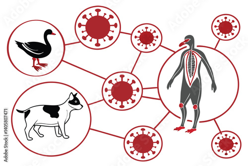5 Medical illustration, zoonotic diseases, animal to human transmission, coronavirus particles, duck, chicken, cow, cat, human anatomy, internal organs, circulatory system, scientific diagram, educati