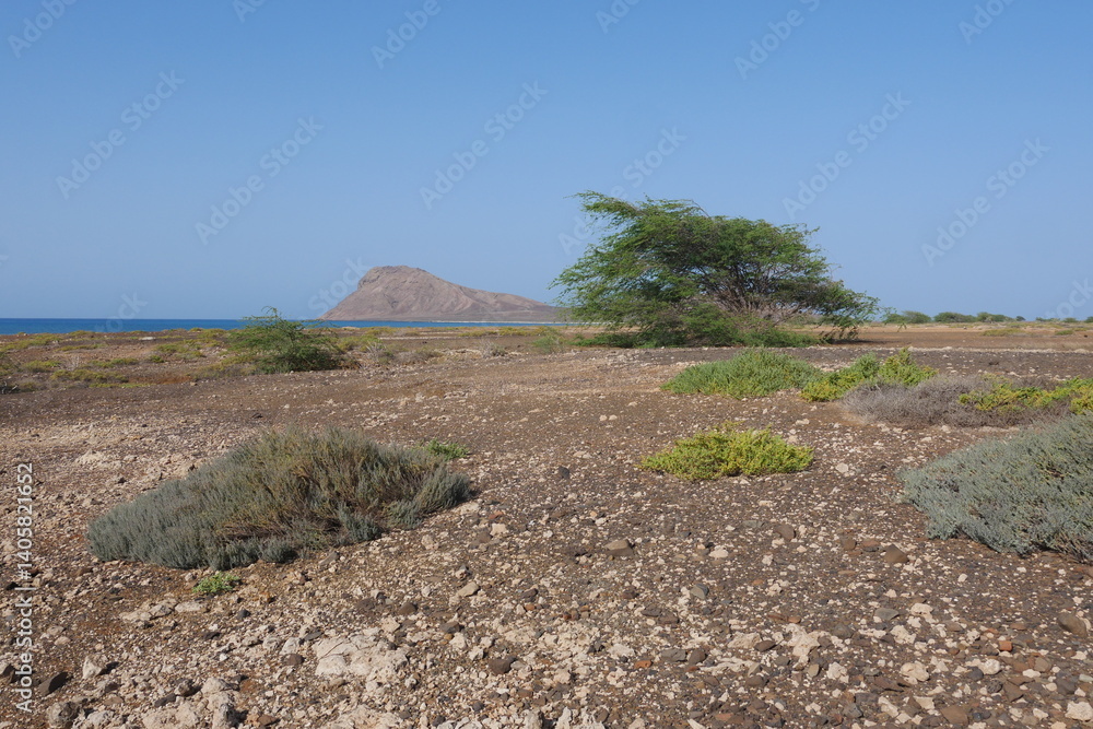 Halbwüste mit Akazien und Monte Leão Insel Sal Kapverden