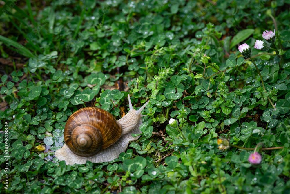 Burgundy snail crawling on a bed of clover Burgundy snail crawling on a bed of clover