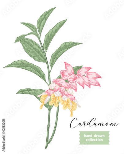 Cardamom plant vector illustration. Hand drawn Cardamom branch with flowers and leaves. Colorful sketch style.