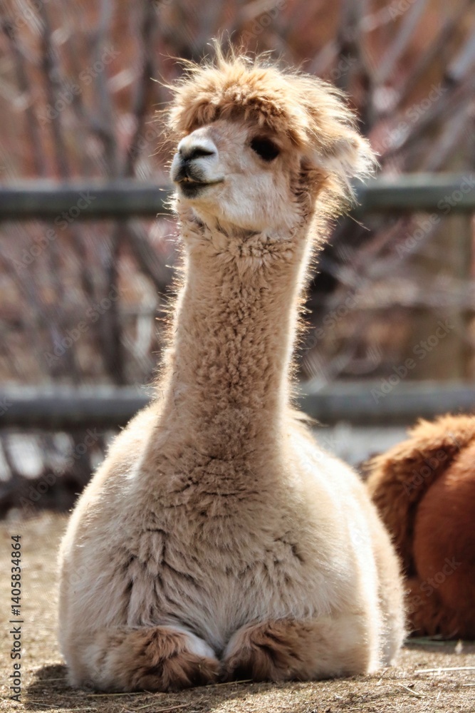 Fototapeta premium Alberta, Canada