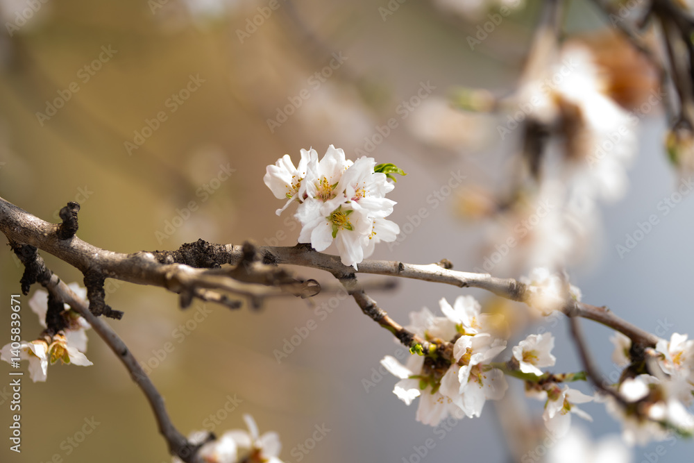 A branch of blooming almonds on the background of nature. A branch of blooming almonds on the background of nature.