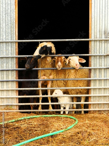 Granja de ganado, ovejas en un pueblo de Burgos, España