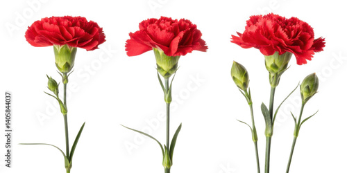 Beautiful red carnations bloom gracefully, showcasing their vibrant petals and lush green stems, perfect for any floral arrangement