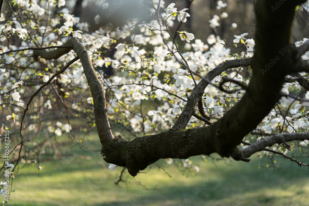 Large white magnolia flowers that filled the entire branch