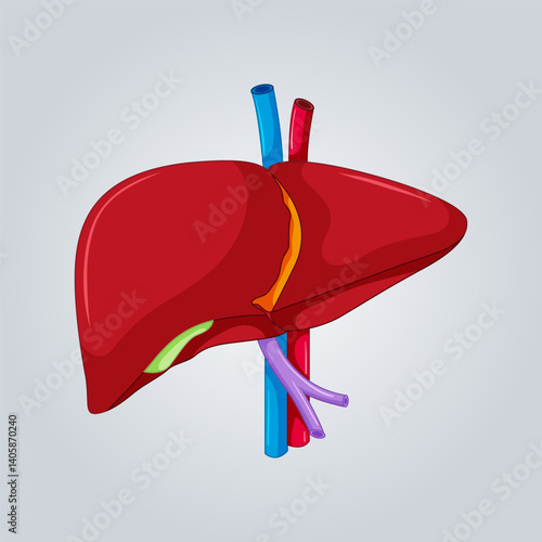 Vector liver illustration. Ready template for World Hepatitis Day and liver health themed designs. Liver disease, cancer and cirrhosis disease.