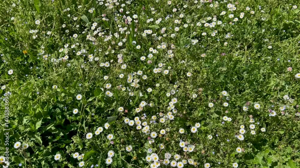 Wild green flower meadow with daisies in spring time, tracking shot in top view Wild green flower meadow with daisies in spring time, tracking shot in top view