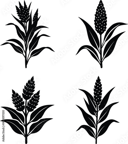 Sorghum silhouette vector