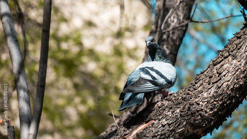 Alone pigeon sit on a branch tree with blurred garden background. Selective focus area of pigeon.