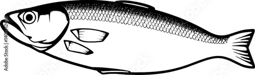 Detailed Line Drawing Of A Single Herring Fish