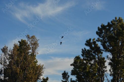 Raven at the Grand Canyon