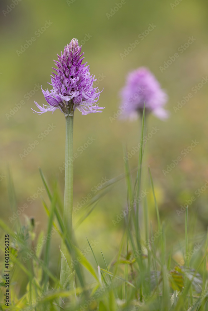 The naked man orchid or the Italian orchid, in a country field. The naked man orchid or the Italian orchid, in a country field.