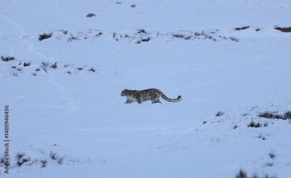 Snow leopard Snow leopard