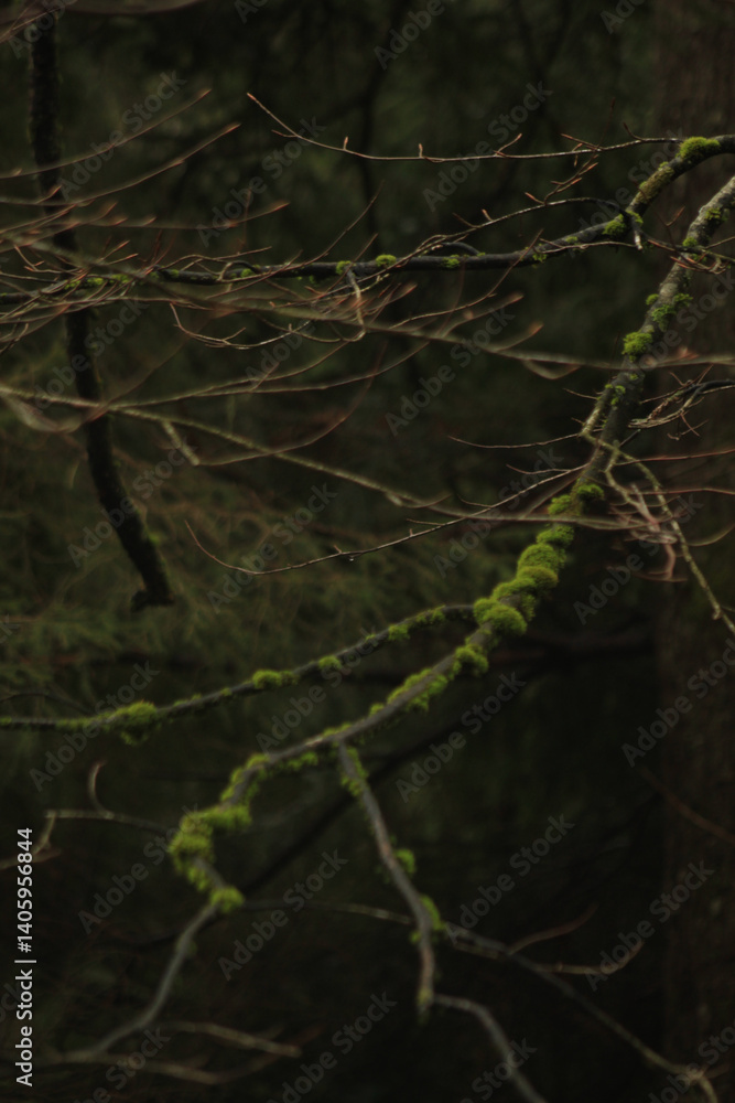 Obraz premium old tree trunk