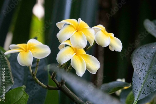 yellow plumeria flower