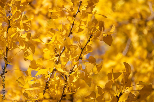 Gingko Tree Branch With Vibrant Yellow Autumn Leaves