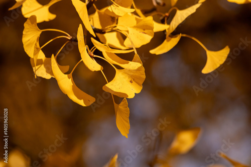 Golden Ginkgo Leaves in Warm Autumn Light Displaying Seasonal Beauty