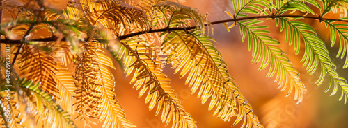Close-Up of Vibrant Autumn Leaves on a Sunny Day