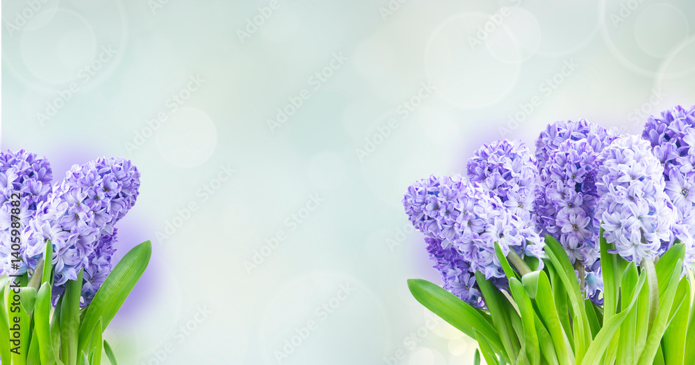 Hyacinth blue flowers with green leaves isolated on white background