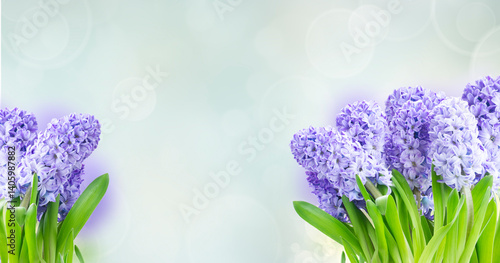 Obraz na płótnie Hyacinth blue flowers with green leaves isolated on white background w salonie