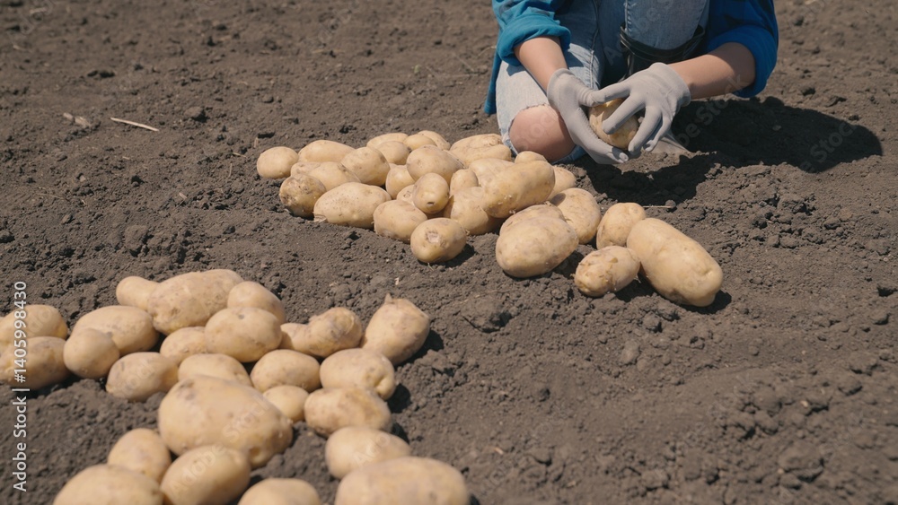 farmer harvesting potato field. farming. concept farming farm outside. healthy food from vegetable garden garden. autumn harvest biological. vegetable ingredient for nutrition. fresh grown plant farmer harvesting potato field. farming. concept farming farm outside. healthy food from vegetable garden garden. autumn harvest biological. vegetable ingredient for nutrition. fresh grown plant