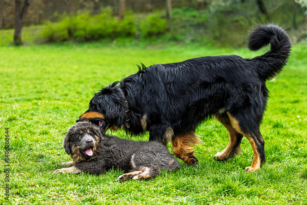 black and gold Hovie dog hovawart and a female Tibetan Mastiff puppy playing in the park black and gold Hovie dog hovawart and a female Tibetan Mastiff puppy playing in the park